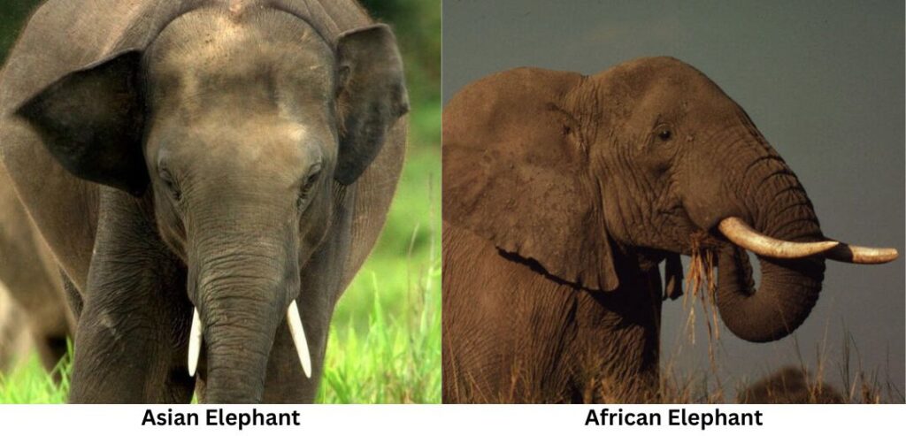 Asian Elephant and African Elephant Max IAS