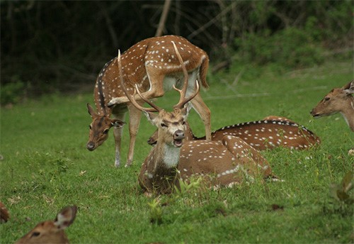 Mudumalai Wildlife Sanctuary