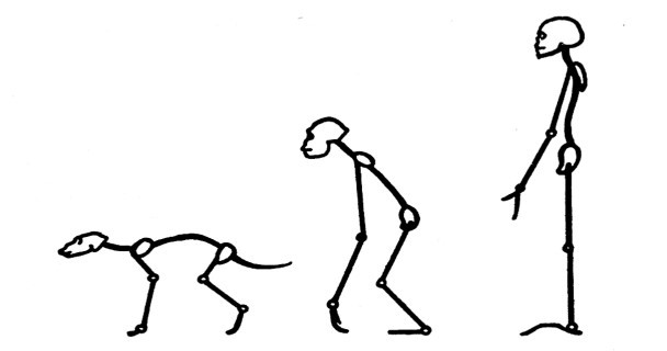 Skeletal Changes due to erect posture and its implications - UPSC Anthropology Notes 1 Anthropology 1 Max IAS