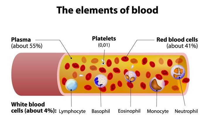 Components of blood Max IAS