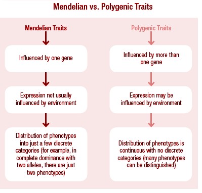 Polygenic Inheritance Max IAS
