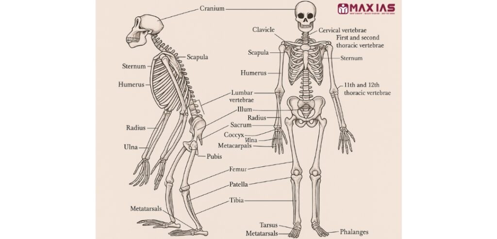 Comparative anatomy of Man and Apes Max IAS