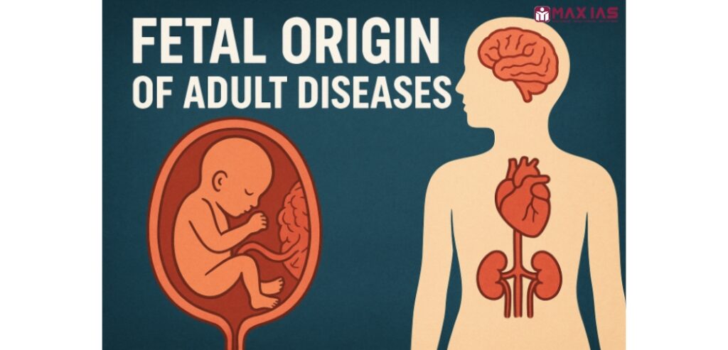 Foetal origin of adult diseases and the contribution of David Barker Max IAS