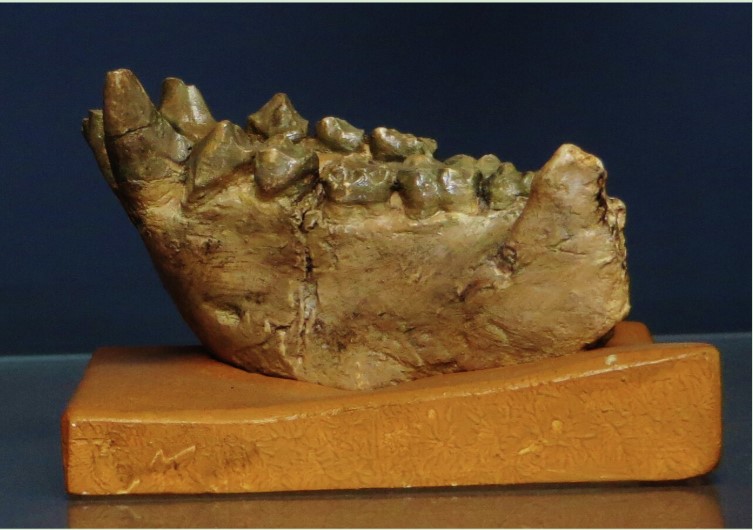 The Dryopithecine Group Max IAS